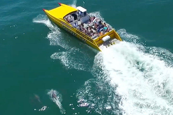 Things To Do Thunder Cat Dolphin Watch